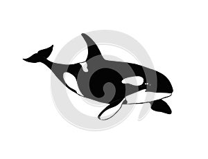 Beautiful Killer Whale Orca swimming