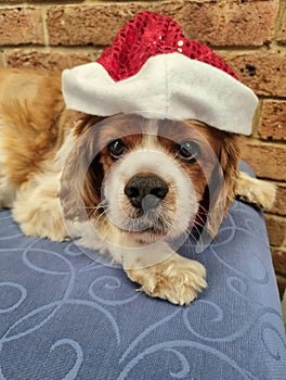 Beautiful King Charles Cavalier looking at the viewer