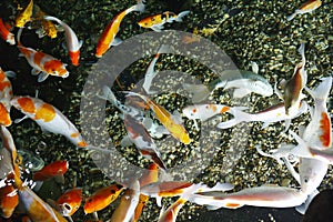 Beautiful King Koi Fish Cyprinus carpio haematopterus, also known as the nishikigoi koi in the chinese pond.