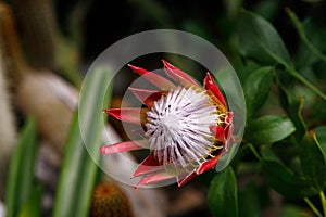 A beautiful King Protea. Protea cynaroides in full bloom