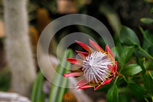 A beautiful King Protea. Protea cynaroides in full bloom