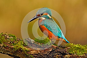 Beautiful kingfisher with clear green background. Kingfisher, blue and orange bird sitting on the branch in the river. Beautiful