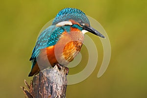 Beautiful kingfisher with clear green background. Kingfisher, blue and orange bird sitting on the branch in the river. Beautiful photo