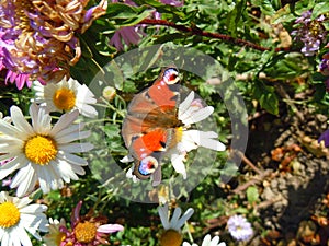 Beautiful kinglet butterfly in the chrusanthemums garden, sunny midday.