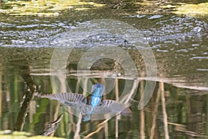 Beautiful Kingsfisher Reflection in Water photo