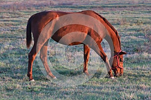 Razza un cavallo in posa macchine fotografiche 