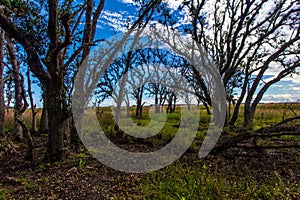 Beautiful Kissimmee Prairie Preserve State Park with trees against the bright blue sky