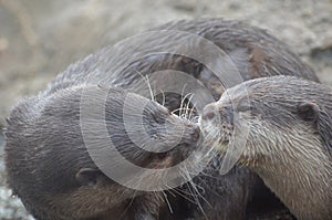 Beautiful Kissing River Otter Pair Snuggling and Cuddling