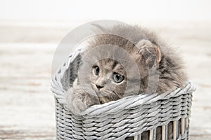 A beautiful kitten with blue eyes sits in a basket