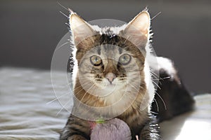 beautiful kitten playing in the sunlight