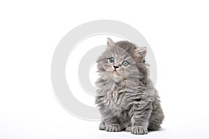 Beautiful kitten sits on a white background in isolation
