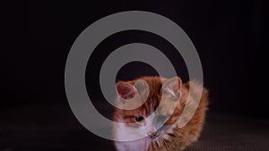 Beautiful kitten sitting on a black background