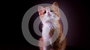 Beautiful kitten sitting on a black background