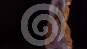 Beautiful kitten sitting on a black background