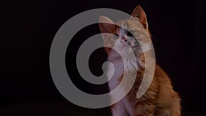 Beautiful kitten sitting on a black background