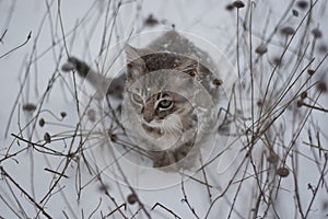 Beautiful kitten in the snow and dry grass