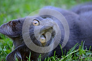 Beautiful kittent lying on the grass