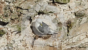 A beautiful Kittiwake, Rissa tridactyla, preening on a cliff face in the UK.