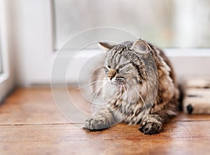 A beautiful kitty sits on the balcony and looks out the window