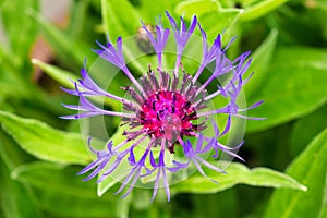 A beautiful Knapweed flower growing in the garden