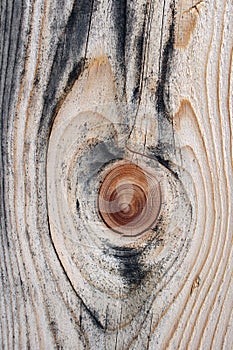 Beautiful knotty wood texture photo