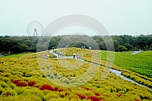 Beautiful kochias hill in autumn season at Hitachi seaside park photo