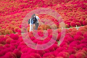 Beautiful kochias hill in autumn season at Hitachi seaside park