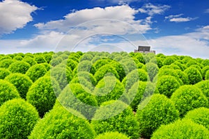 Beautiful kochias at Hitachi seaside park, Japan photo