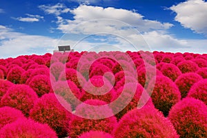 Beautiful kochias at Hitachi seaside park, Japan photo