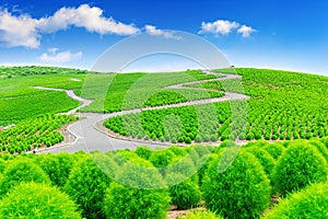 Beautiful kochias at Hitachi seaside park, Japan photo