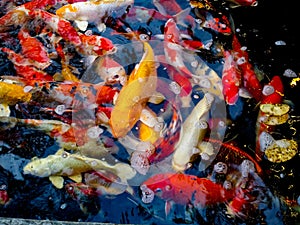 Beautiful koi.