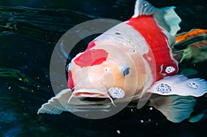 Beautiful koi fish