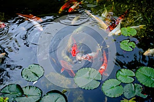 The beautiful koi fish in pond in the garden.