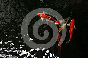 The beautiful koi fish swimming in dark pool,Fancy carps fish or Koi swim in pond in the garden