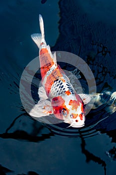 Beautiful koi fish