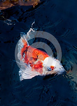 Beautiful koi fish