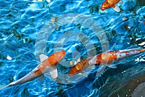 Beautiful koi fish