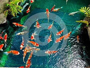 Beautiful koi fish swimming in pong in a small river, pond surrounded by green shrubs in Japanese garden Asakusa Kannon