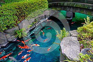 Beautiful koi fish swimming in pong in a small river, pond surrounded by green shrubs in Japanese garden Asakusa Kannon