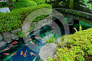 Beautiful koi fish swimming in pong in a small river, pond surrounded by green shrubs in Japanese garden Asakusa Kannon