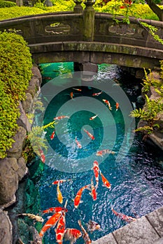 Beautiful koi fish swimming in pong in a small river, pond surrounded by green shrubs in Japanese garden Asakusa Kannon