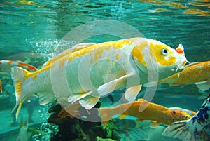 Beautiful koi in the water