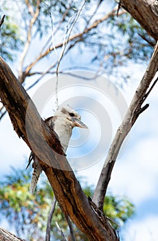 Beautiful Kookabura bird of laughing kingfisher