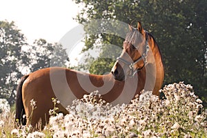 Beautiful KWPN horse