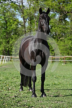 Beautiful kwpn stallion on pasturage