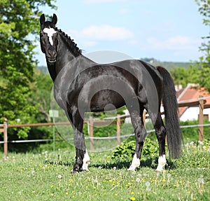 Beautiful kwpn stallion on pasturage