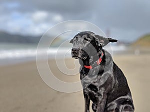 Cute dog on a windy day on the beach with ears blown back and blurred out rainbow and golden gate bridge in the background