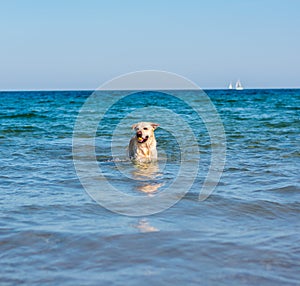 Beautiful labrador dog having fun on the beach