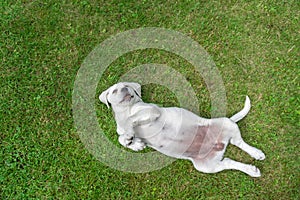 Beautiful labrador dog listening to commando in school education