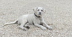 Beautiful labrador dog listening to commando in school education